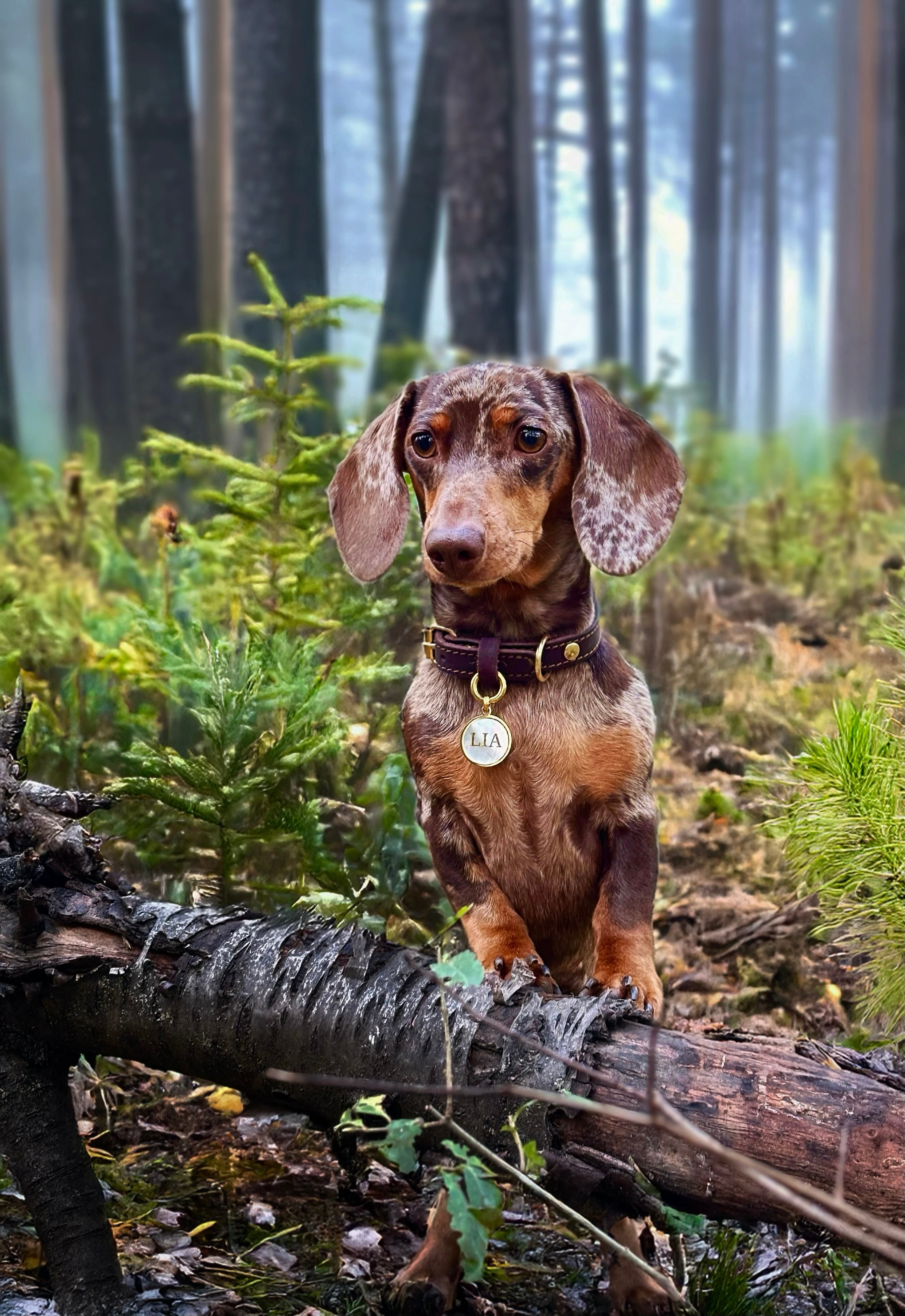 Dackelträume werden wahr.